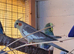Cockatiels for sale