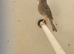 Canary raza