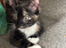 1 beautiful Tortoiseshell kitten 9 weeks old