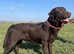 For Stud - Fully health tested KC Dark Chocolate Labrador