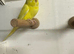 15 budgies for sale.