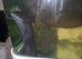 2 axlottil boys