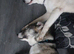 2 huskeys - 1 female 1 male