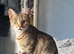 15month old full bengal