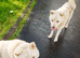 Japanese Akita