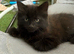 Adorable longhaired Black with Ghost Tabby Markings
