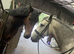 Gorgeous Class 1 Connemara Gelding
