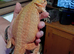 Beautiful red hypo citrus female