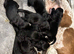 Speingador puppies