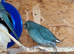 Breeding pair of kakarikis