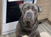 Two cane corso males