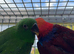 Hand reared 15 week old Eclectus