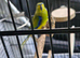 I have one elegant parakeet for sale male 45.00 no offers 12 months old