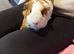 3 Guinea pigs looking for a new home