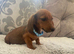 Dachshund puppy