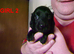 5 cockapoo's 3 girls 1 boy LEFT