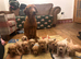 KC reg Labrador pups for sale