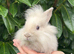 Last Lionhead Baby