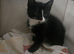 Beautiful kittens