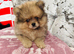 Tiny Pomeranians Puppies