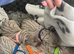 Beautiful KC registered Weimaraner Puppies. Hip Scored Parents. Champion bloodlines.Sire Show Weimaraner of the year 2025.