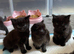 Kittens need home forever