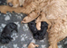 Beautiful Labradoodle Puppies Available