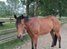 Bay 4yr old mare