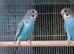 Baby budgies looking for their forever homes