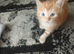 5 gorgeous kittens