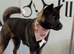 Female American Akita