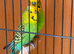 Pair of Green Budgies