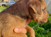Lakeland / Patterdale Terrier Puppies