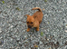 Jack Russell puppies