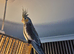 Female cockatiel with cage