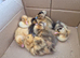 Indian runner ducklings & hatching eggs