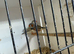 X5 zebra finches