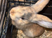 Baby rabbit