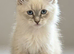 Adorable Siberian Neva Masquerade Kittens