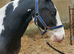 Very sweet 12.2hh cob