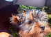 Beautiful Girl Yorkshire terrier pups