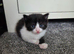 Beautiful kittens looking for there forever homes