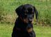 IKC Registered pups from Health Tested Parents