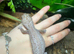 Oreo Patternless Fat Tail Gecko at Birmingham Reptiles