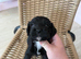 Cocker spaniel pups