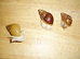 ALBINO GIANT AFRICAN LAND SNAILS