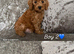 Cockerpoo puppies