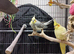 Wanted: 6 year old+ cockatiel