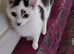Bonded cats female and male father and daughter
