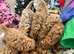 Cavachon x toy poodle puppies